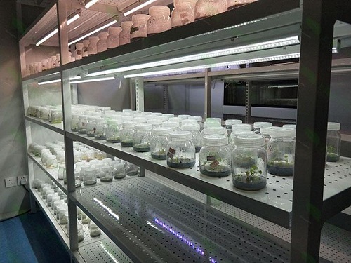 吉安植物组织培养实验室设计建设方案